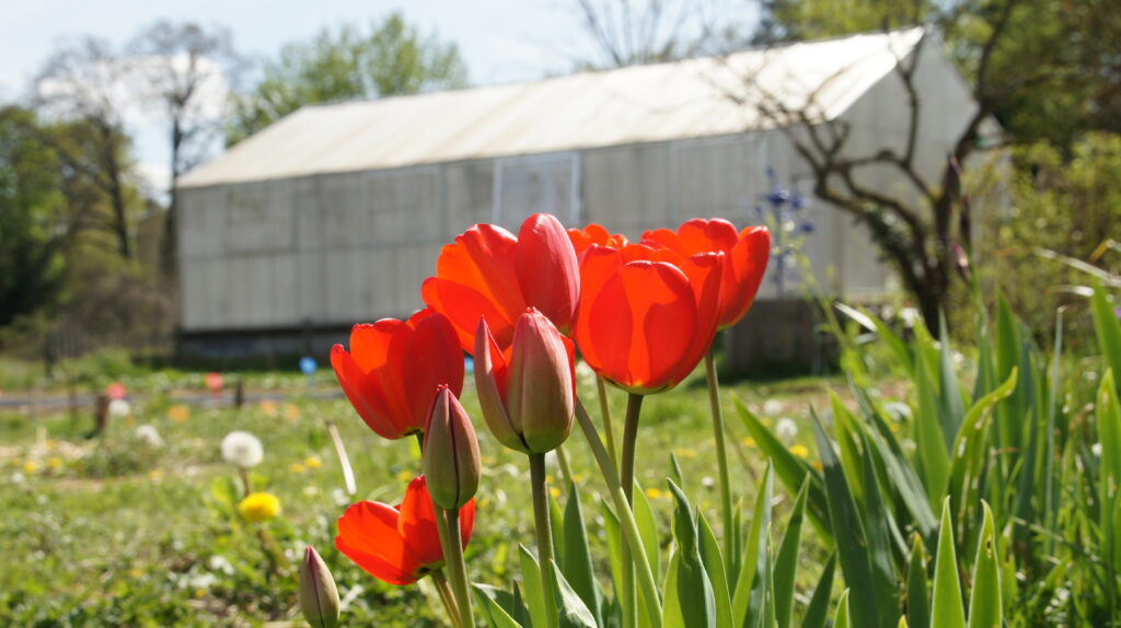 V'île fertile, la ferme urbaine participative