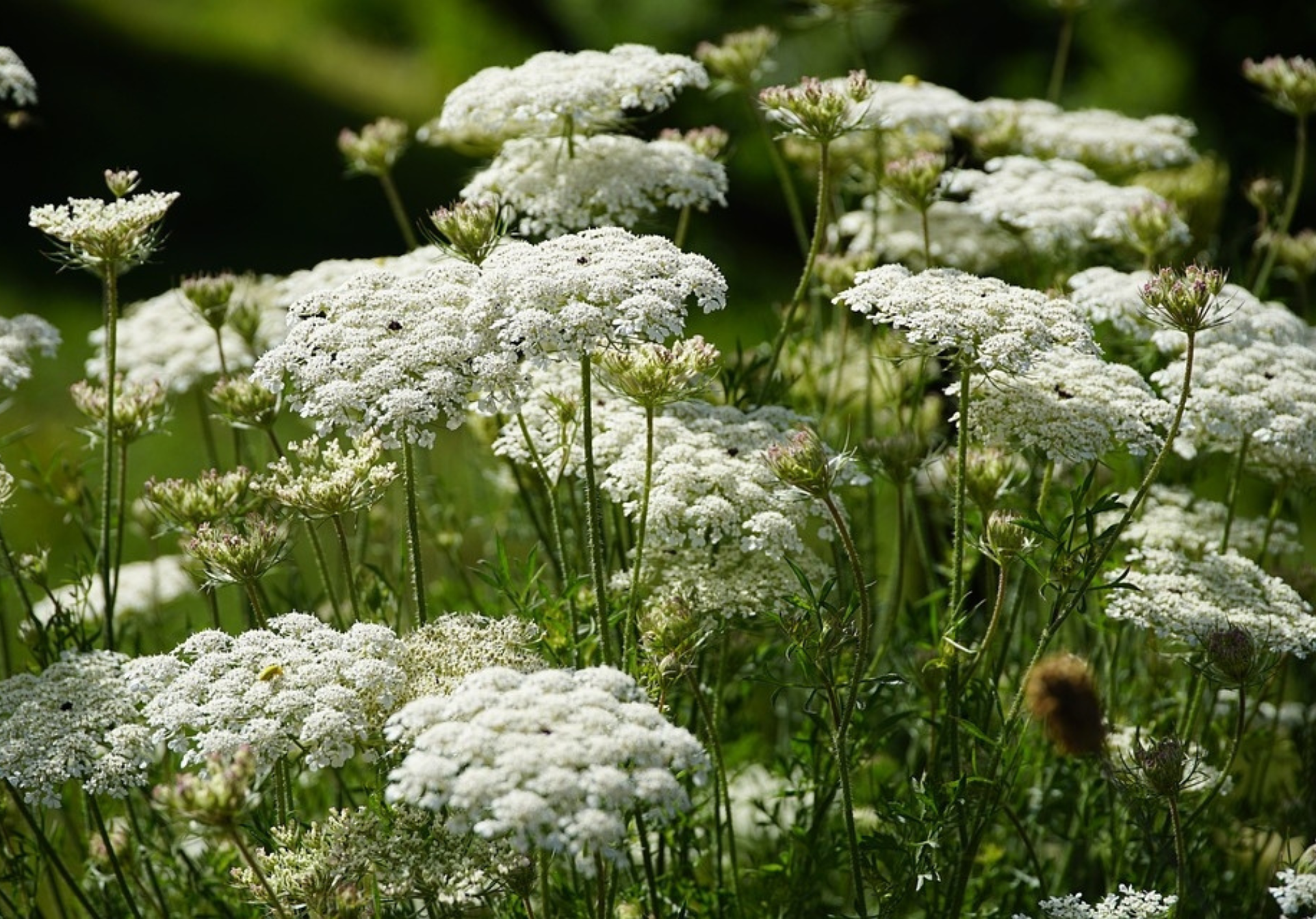 V'île Fertile - Balades Botaniques