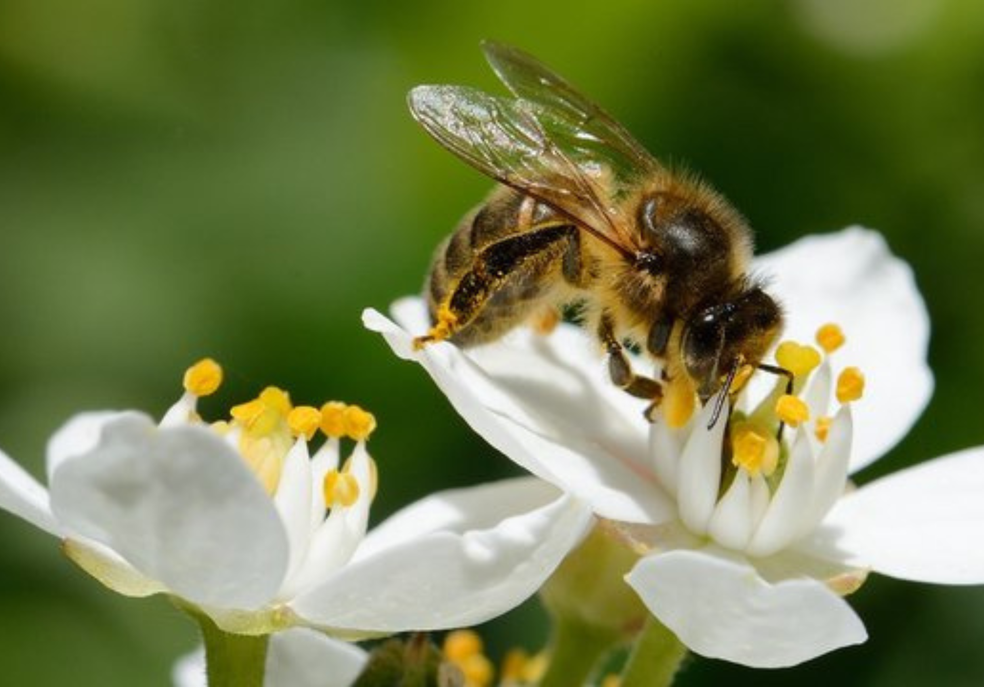 Atelier pollinisateurs