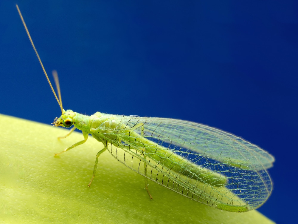 La chrysope verte